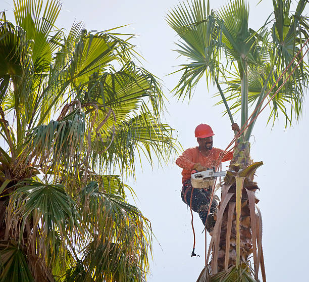 Waterloo, IL Tree Service Company